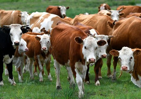 Азербайджан ограничил импорт скота и мяса из ряда стран