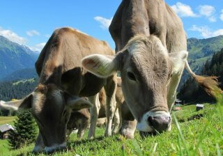 Зоологи расшифровали мычание коров