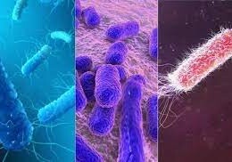 Бактерии могут прогнозировать будущее – Исследование