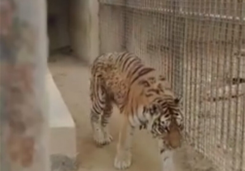Животных из старого Бакинского зоопарка оставили медленно умирать?  (Видео)