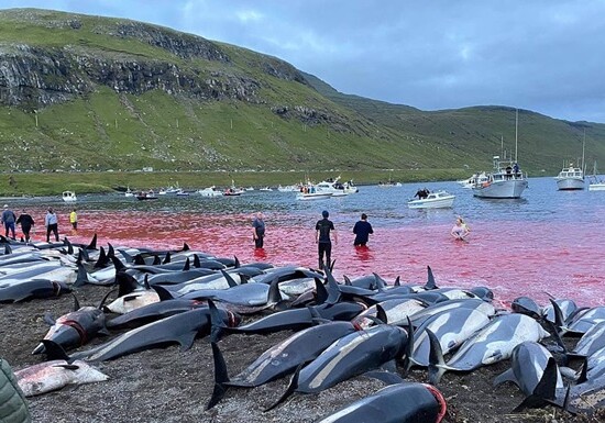 Кровавая вода: на Фарерах за ночь убили 1500 дельфинов (Фото)