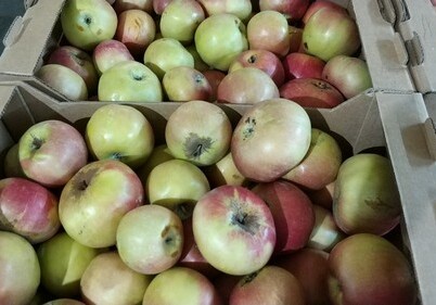 Россельхознадзор разрешил поставки яблок еще с 5 азербайджанских предприятий