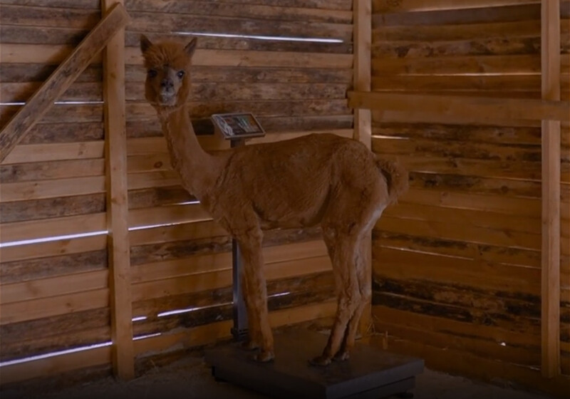 Спустя месяц ухода и лечения: как настрадавшийся альпака Карамель расцвел на ферме в Шамахе (Видео)