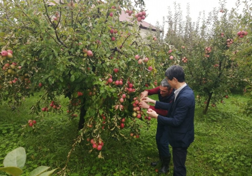 Посол Японии в Азербайджане побывал в гостях у губинского садовода (Фото)