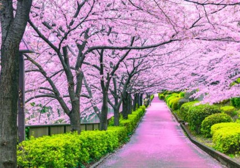 В Баку появится парк Японии – в Азербайджан доставят 500 деревьев сакуры