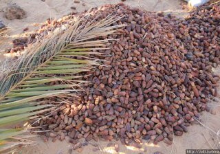 В Израиле вырастили пальму из семян, которым более 2000 лет