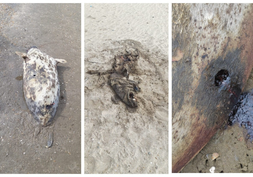 На побережье Каспия обнаружено 10 мертвых тюленей