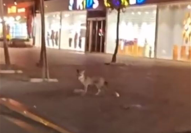 Лиса прогулялась по улицам Баку (Видео)