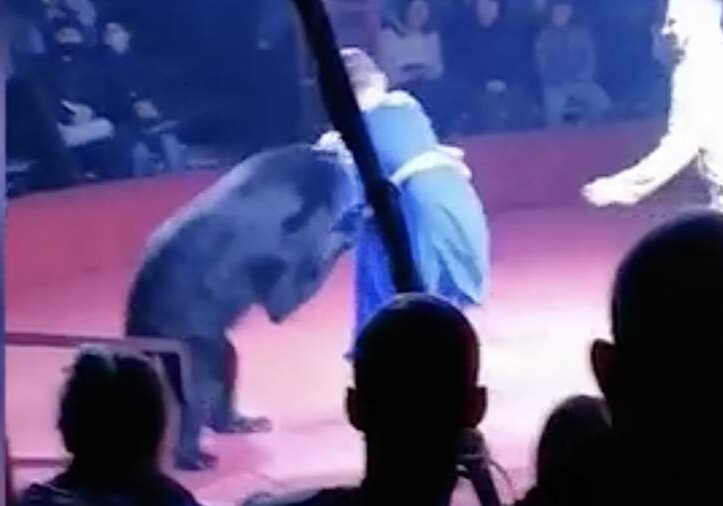В Орле медведь напал на дрессировщицу во время выступления в цирке