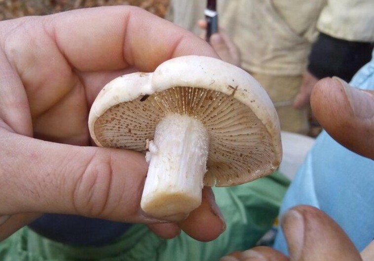 В Гахе отец и сын отравились грибами, скончался 12-летний подросток