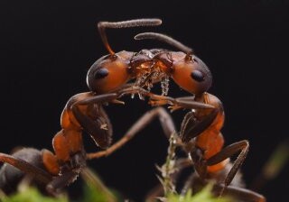 Разработаны первые роботы-муравьи, способные решать задачи коллективно
