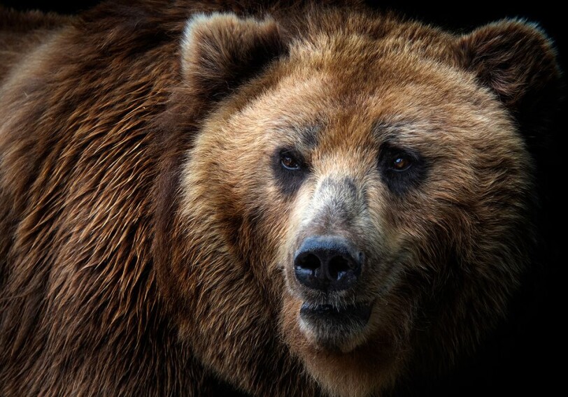 Международная ассоциация бокса окажет помощь боксеру, пережившему нападение медведя
