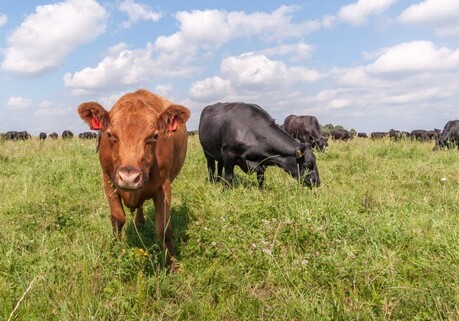Впервые в крови коров и свиней нашли микропластик