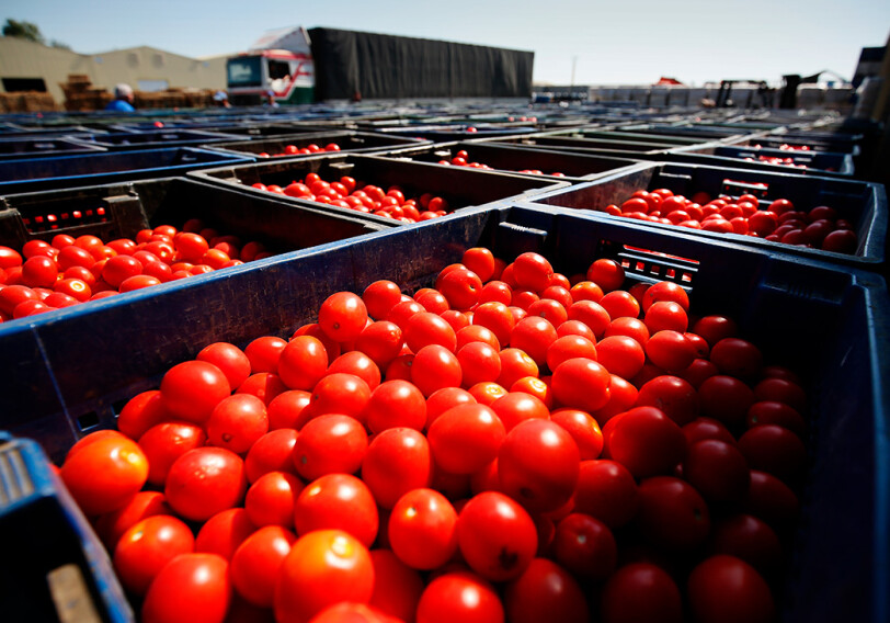 Россия разрешила ввоз томатов еще с 14 предприятий Азербайджана