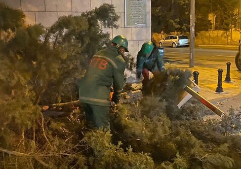 В Баку ветер повалил 70 деревьев – Повреждено здание Милли Меджлиса (Фото-Видео)