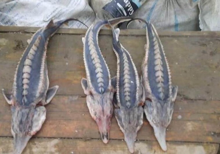 За незаконный вылов осетровых на Каспии задержаны 20 рыбаков (Фото)