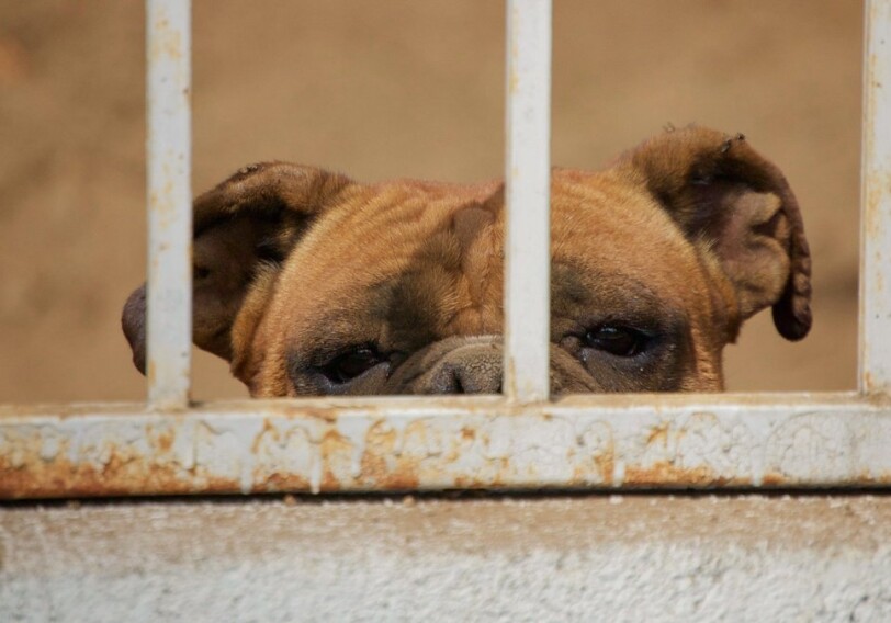 В четырех тюрьмах Таиланда заключенным разрешат заводить собак