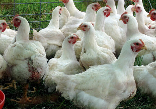 В Японии уничтожат 155 тыс. кур из-за вспышки птичьего гриппа