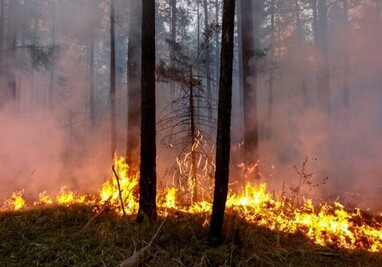 В лесу в Лерике вспыхнул пожар