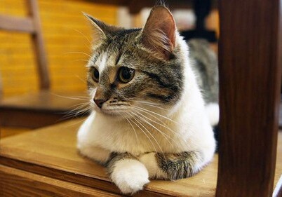 Британские ученые нашли признаки психопатии у домашних кошек