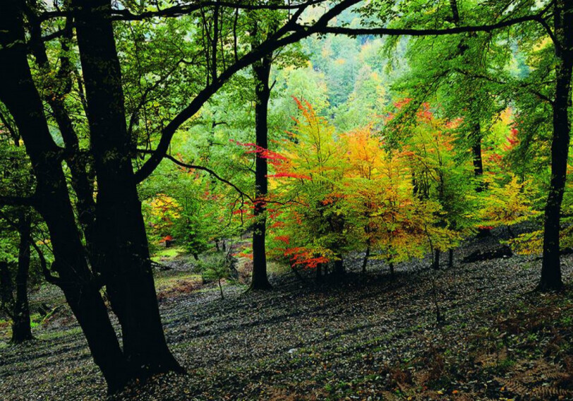 Названо время обсуждения вопроса включения гирканских лесов в список наследия ЮНЕСКО