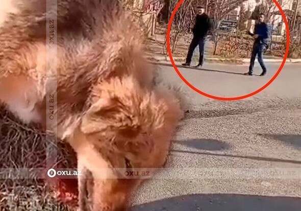 В Азербайджане мужчина расстрелял собак (Фото-Видео)