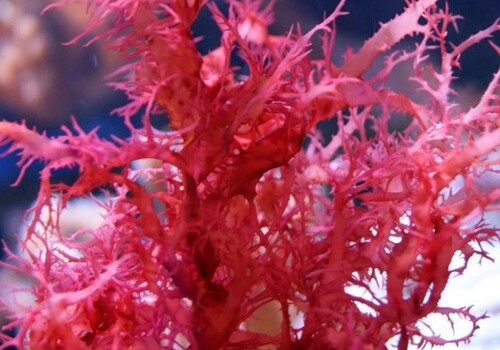 В красных водорослях нашли вещество, уничтожающее ВИЧ 