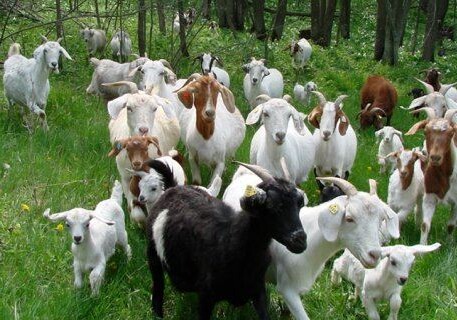 В Азербайджане началась продажа коз из Испании