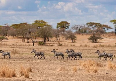 В Танзании более 62 тысяч животных умерли из-за засухи