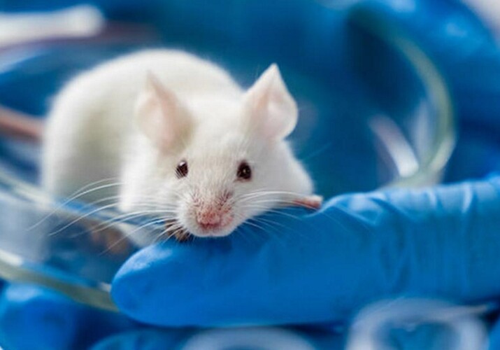 Новая технология полностью вылечила мышей от ВИЧ