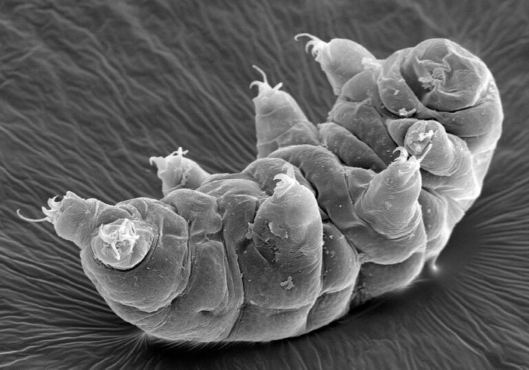 Микроорганизмы-тихоходки станут первыми межзвездными путешественниками планеты Земля