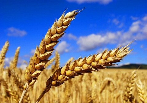 Только своя пшеница