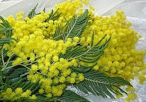 Весна с запахом мимозы