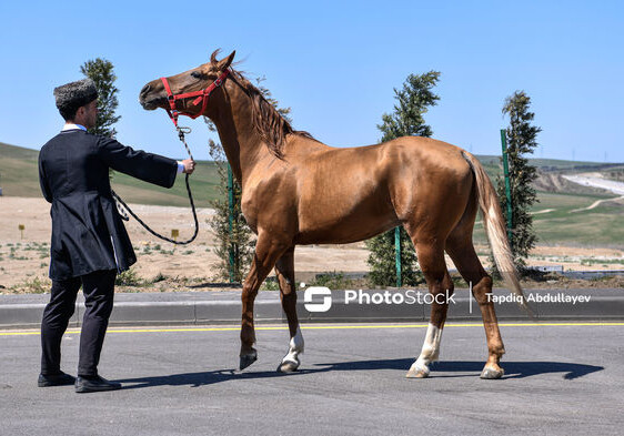 Необычный аукцион в Азербайджане: на лошадей потрачены тысячи манатов (Фото)