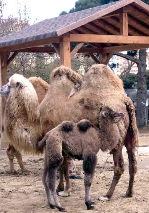 Новруз и Байрам в Бакинском зоопарке