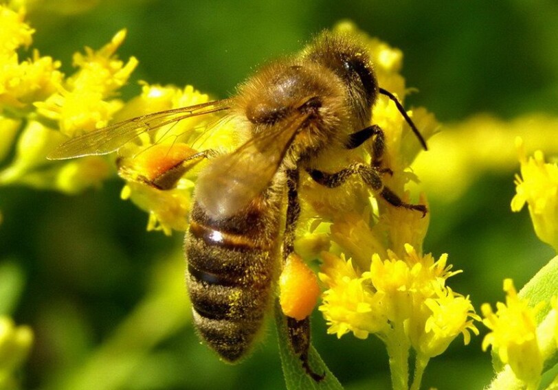 Пчелы научились различать четные и нечетные числа