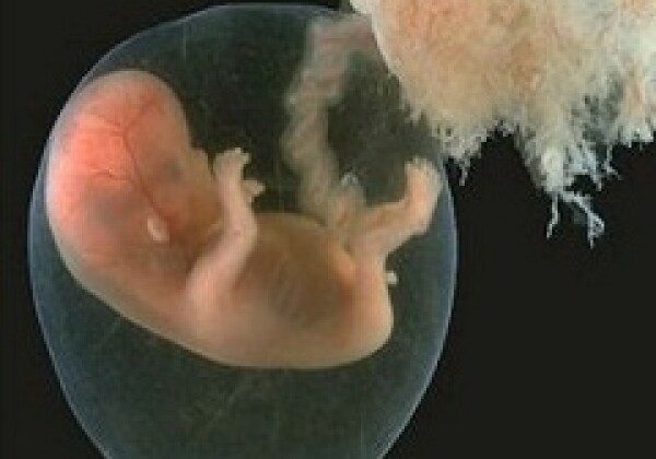 Созданы искусственные эмбрионы с органами