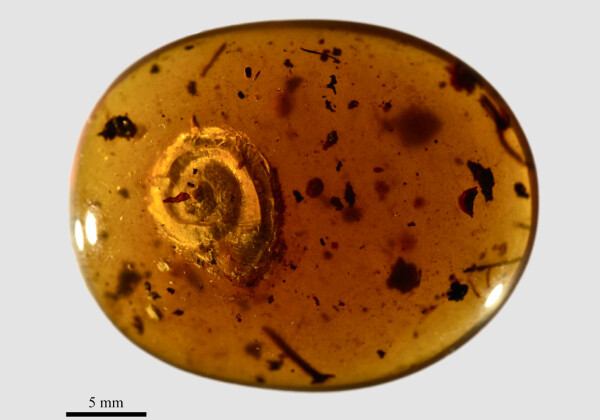 Новый вид улиток обнаружили в янтаре возрастом 99 млн лет