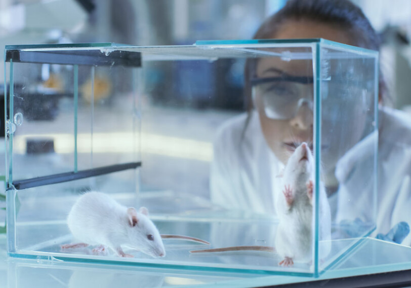 Биологи помогли слепым мышам отрастить новые нервы и вернуть зрение