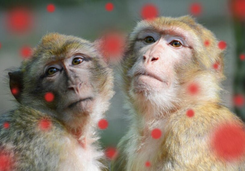 Носители оспы обезьян могут заражать окружающих в течение трех недель — Исследование
