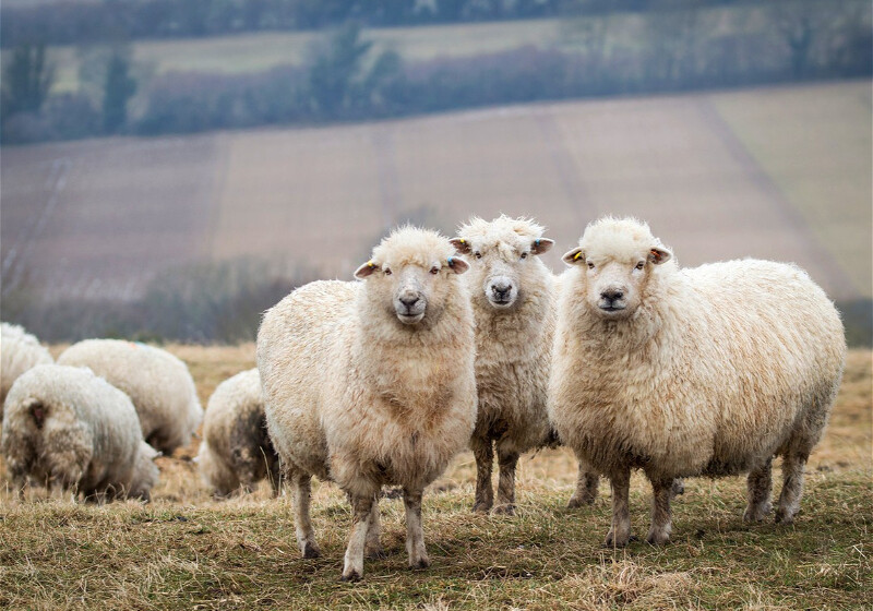 У жителя Баку похитили 15 овец
