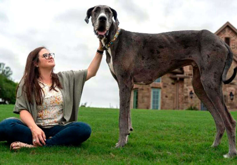 Самым высоким псом в мире назван дог из Техаса