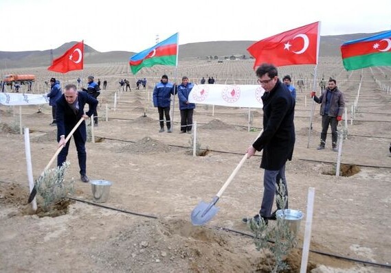 11 ноября в Азербайджане посадят 111 111 деревьев (Фото)