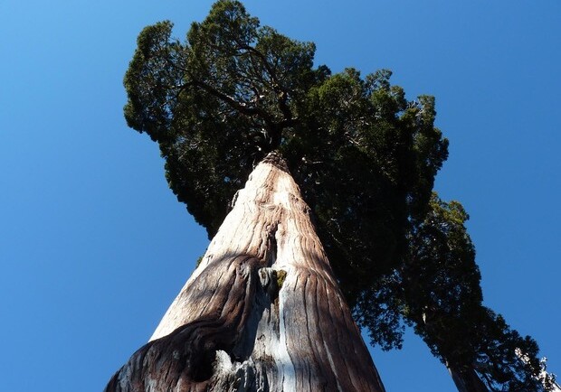 Прадедушка из Чили: найдено самое старое дерево на планете
