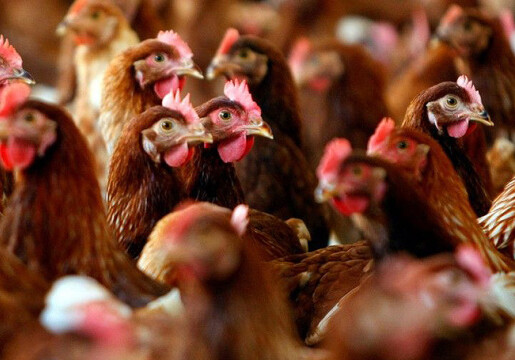 В Нидерландах из-за птичьего гриппа уничтожили 24 тысячи кур