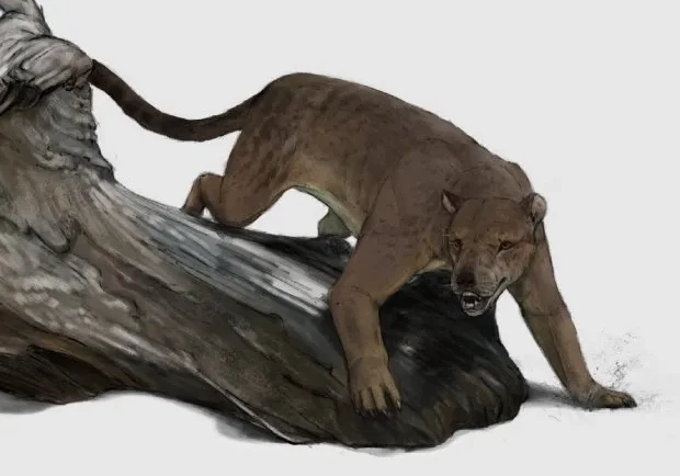 Окаменелости медведесобаки возрастом 12 млн лет обнаружили во Франции
