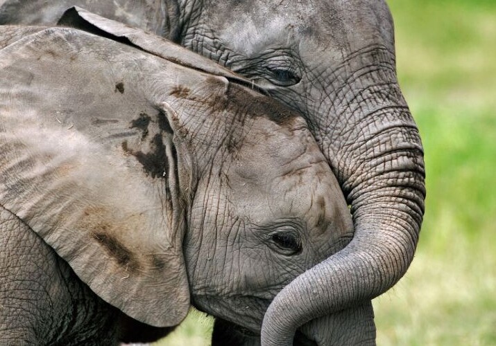 Генетическая защита слонов от рака может быть активирована и у людей