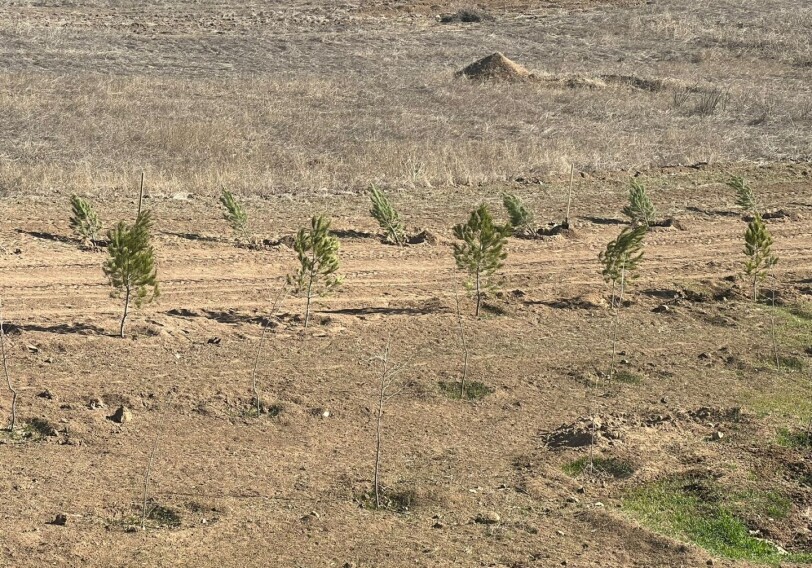 Саженцы из Джебраила будут использоваться для создания лесов на освобожденных территориях
