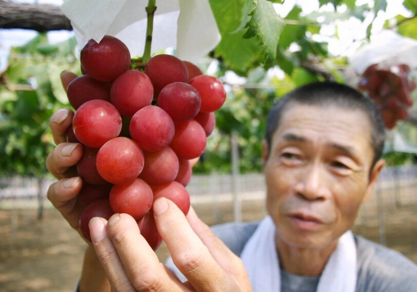 Гроздь уникального винограда ушла с молотка за 1,4 млн иен в Японии