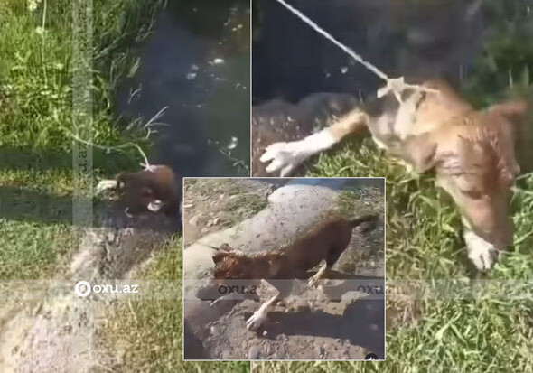 В Агджабеди живодеры издевались над собакой, окуная ее в канаву с водой - Установлены личности (Видео-Обновлено)
